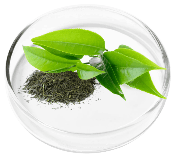 vertigenics ingredient4